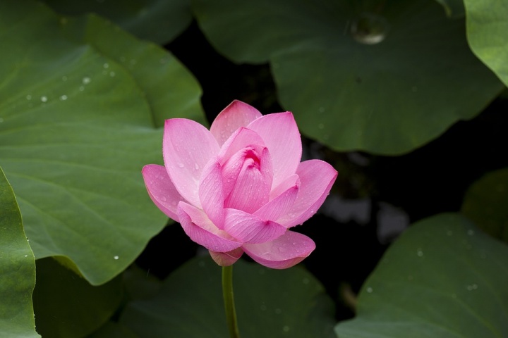7 apps para identificar plantas