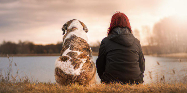 Cómo usar Internet para encontrar animales perdidos