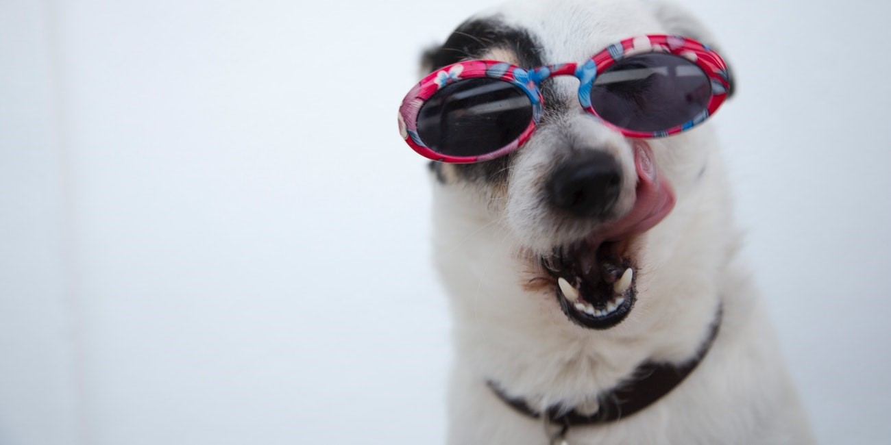 ¿Tiendanimal es de fiar?
