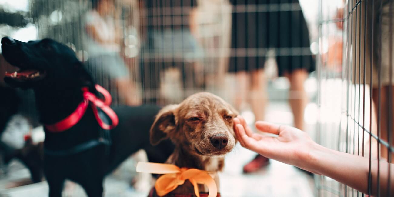 Miwuki, el Tinder para adoptar perros y gatos