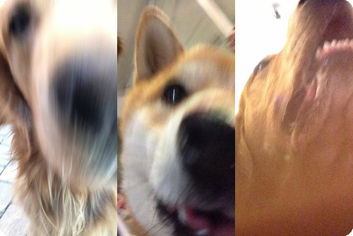 Imagen - Cómo enseñar a tu perro a tomar una selfie