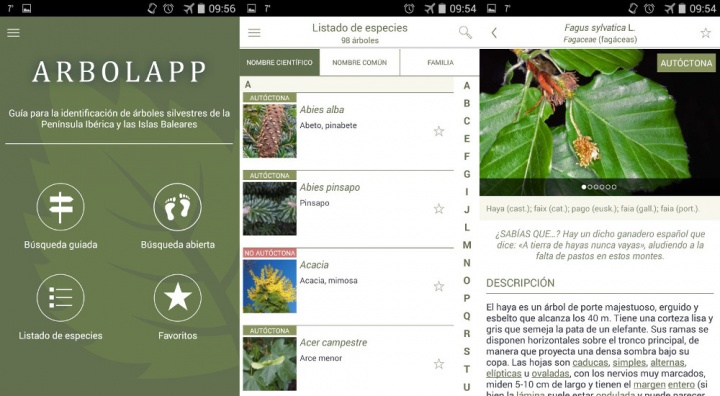 Imagen - Arbolapp: una nueva aplicación que identifica árboles