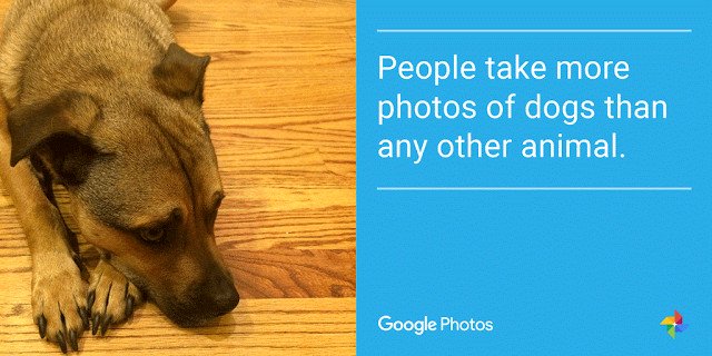 Imagen - Descubre lo más fotografiado de Google Fotos, según Google