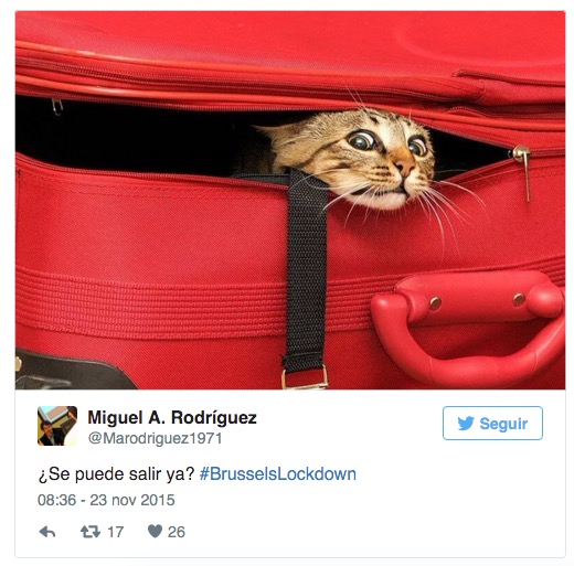 Imagen - ¿Qué significan los gatos de Twitter?