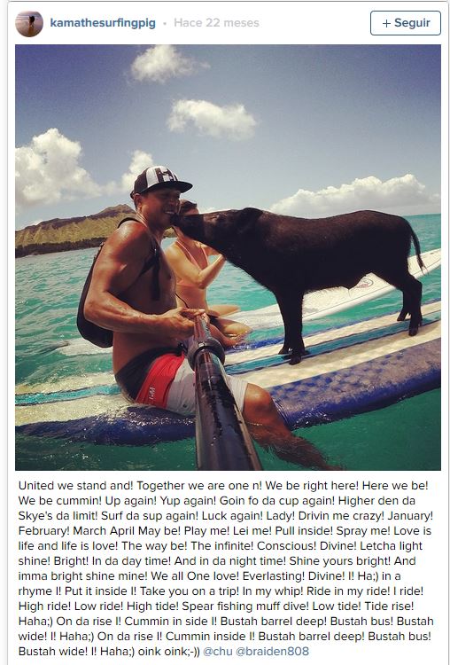 Imagen - Kama, el cerdo surfista que triunfa en Internet