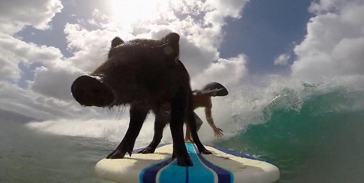 Kama, el cerdo surfista que triunfa en Internet