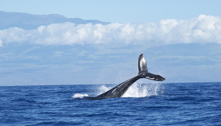 "Ballena azul", el peligroso juego virtual que se propaga por la Red