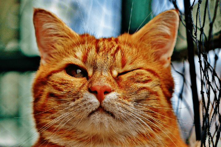 Amazon Mascotas, la nueva sección para animales domésticos