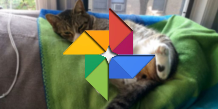 Google Fotos creará vídeos con las imágenes de tus mascotas