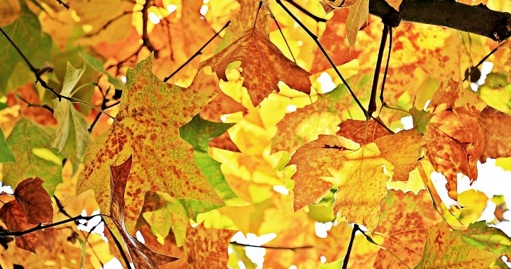 Google celebra la llegada del Otoño con un nuevo Doodle