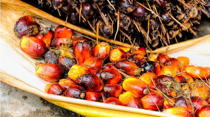 Imagen - Aceitedepalma.org, la web para consultar sobre el aceite de palma
