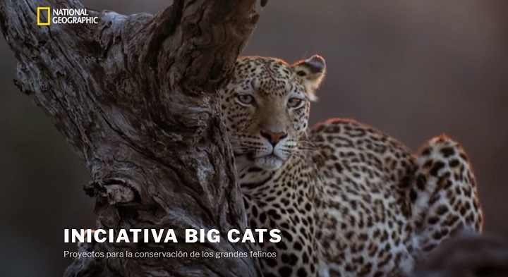 Iniciativa Big Cats 2018, fotos de gatos en Instagram para salvar a los grandes felinos