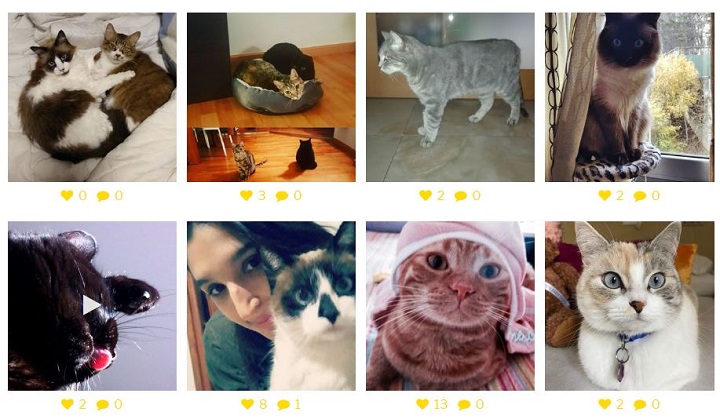 Imagen - Iniciativa Big Cats 2018, fotos de gatos en Instagram para salvar a los grandes felinos