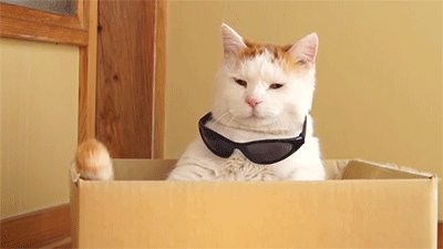 ¡Imágenes y gifs curiosas y/o graciosas! xD gato-gafas-sol-400x225