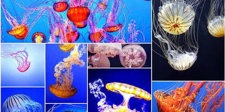 Cómo saber si hay medusas en la playa desde tu smartphone