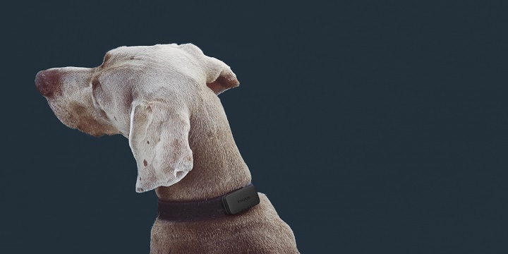 Invoxia Pet Tracker, el dispositivo con GPS para monitorizar la actividad de tus mascotas