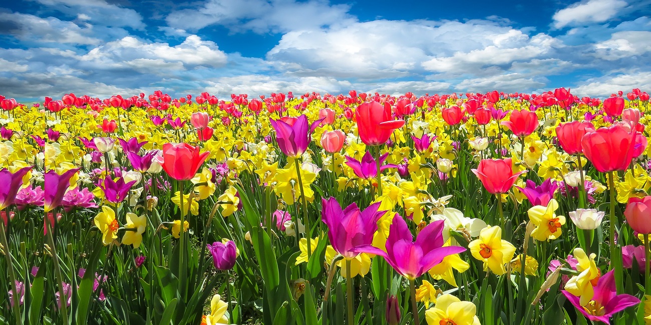 7 floristerías online