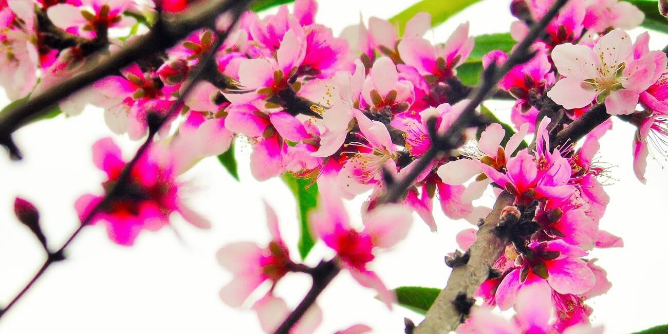 13 postales para el Día de la Madre