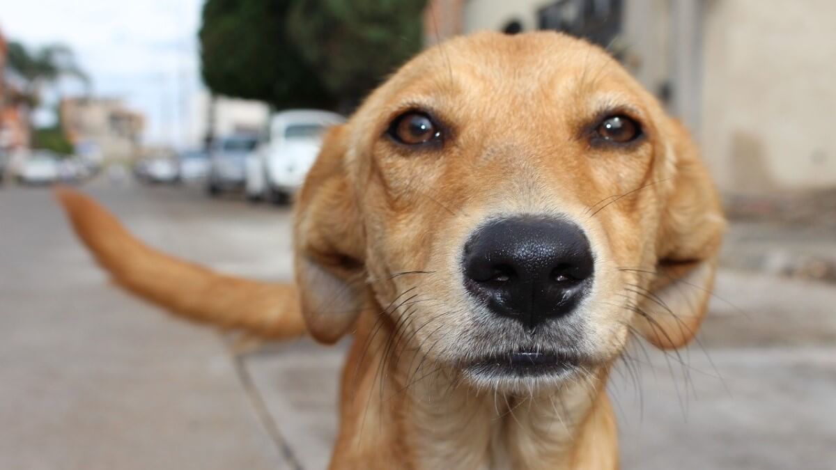 La app AlertCops ya permite denunciar el maltrato animal
