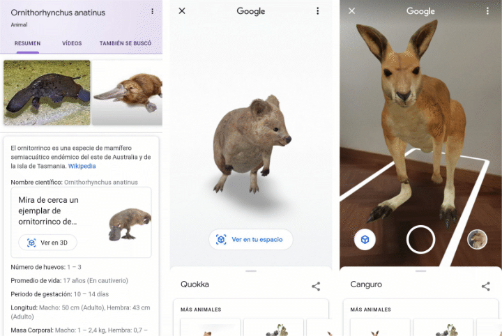 Imagen - Google añade nuevos animales 3D: quokkas, koalas y canguros