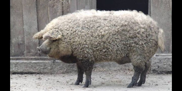 ¿Cerdo u oveja? El desafío viral triunfa en Facebook