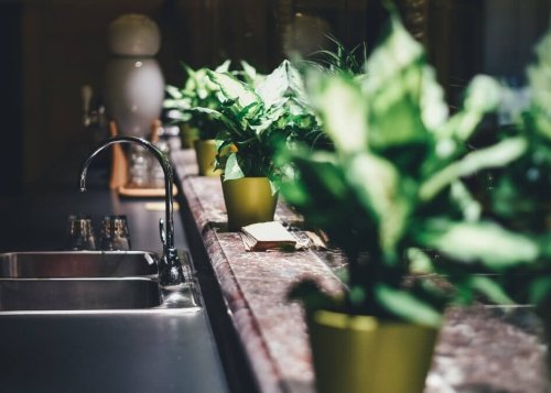 8 apps para cuidar tus plantas