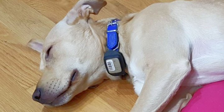 Imagen - Review: V by Vodafone, el Internet de las Cosas llega a tu coche, tu maleta y tu mascota