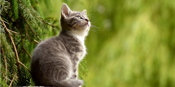 Imagen - C&oacute;mo usar Internet para encontrar animales perdidos