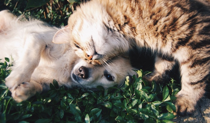 Imagen - C&oacute;mo usar Internet para encontrar animales perdidos