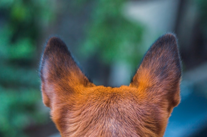 Imagen - C&oacute;mo usar Internet para encontrar animales perdidos