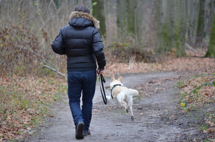 Imagen - C&oacute;mo usar Internet para encontrar animales perdidos