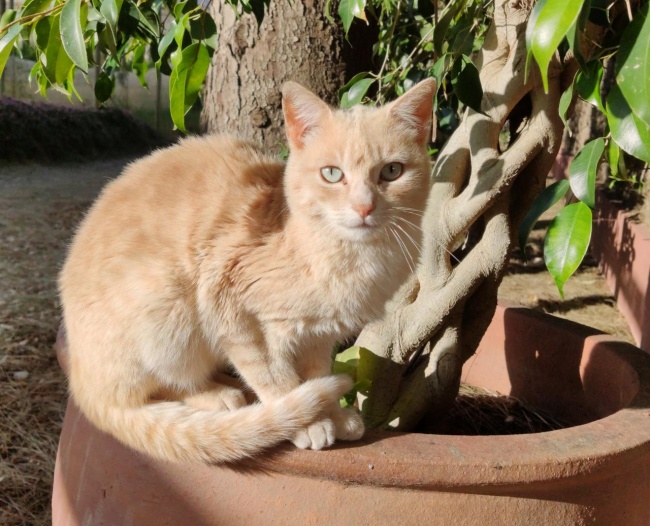 Imagen - C&oacute;mo colorear fotos en blanco y negro