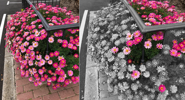 Imagen - Cómo crear fotos con zonas en color y en blanco y negro