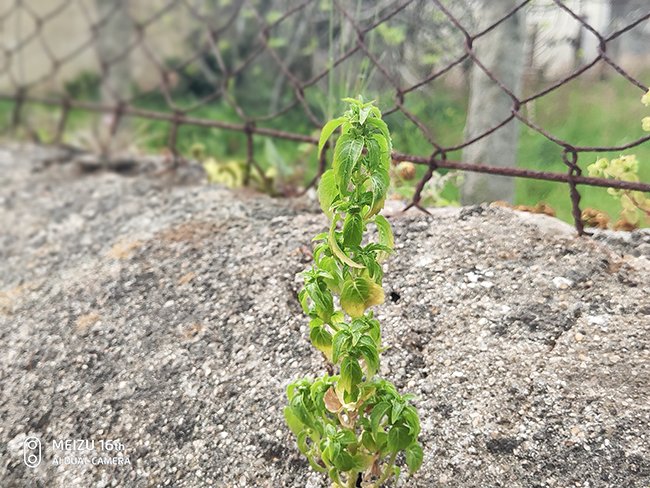 Imagen - Review: Meizu 16th, un gama alta poco conocido pero interesante