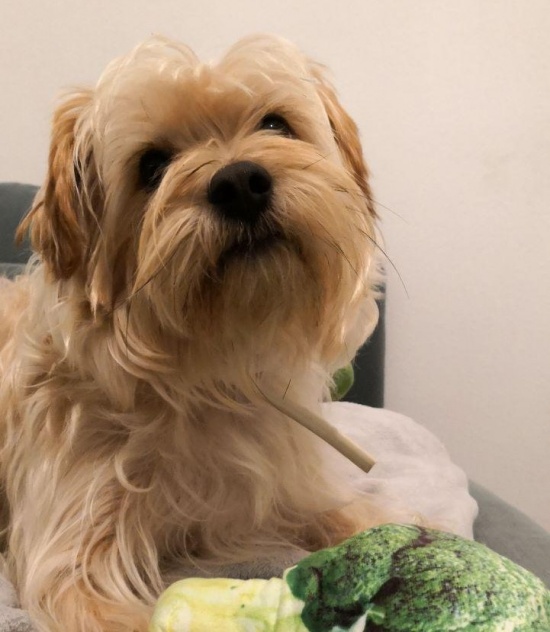 Imagen - Miwuki, el Tinder para adoptar perros y gatos