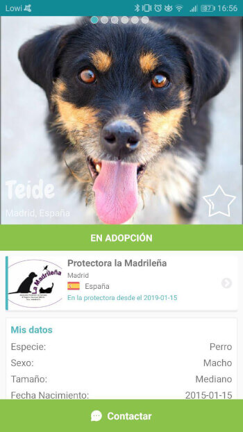 Imagen - Miwuki, el Tinder para adoptar perros y gatos