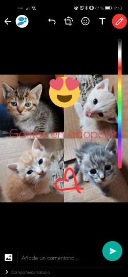 Imagen - Filtros WhatsApp: c&oacute;mo ponerlos a im&aacute;genes