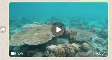 Imagen - C&oacute;mo descargar v&iacute;deos de WhatsApp Web