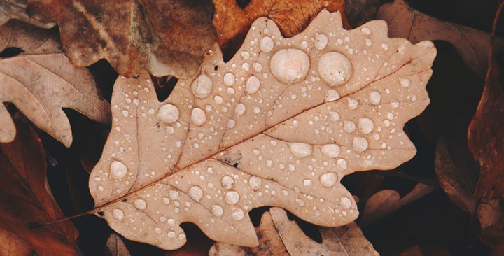 Imagen - 8 trucos para hacer buenas fotos en otoño con tu móvil