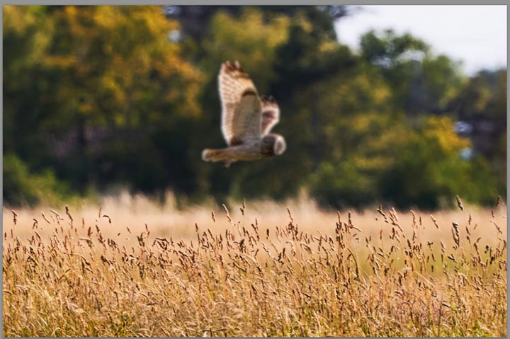 Imagen - Cómo difuminar una imagen en Photoshop