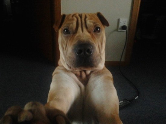 Imagen - C&oacute;mo ense&ntilde;ar a tu perro a tomar una selfie