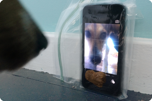 Imagen - C&oacute;mo ense&ntilde;ar a tu perro a tomar una selfie