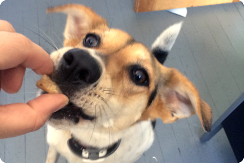 Imagen - C&oacute;mo ense&ntilde;ar a tu perro a tomar una selfie