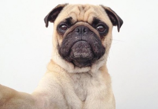 Imagen - C&oacute;mo ense&ntilde;ar a tu perro a tomar una selfie