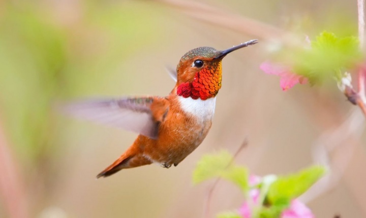 Imagen - Orange Colibrí, la tarifa ilimitada para Facebook y Twitter