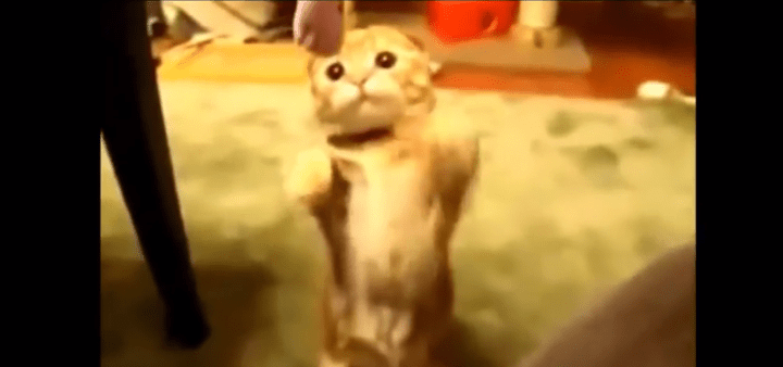 Imagen - Ver v&iacute;deos de gatos te hace feliz