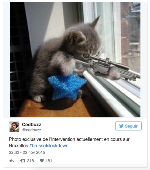 Imagen - ¿Qué significan los gatos de Twitter?