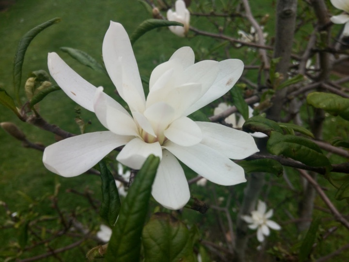 Imagen - Review: Weimei We Plus, un smartphone con buenos acabados y pantalla de lujo