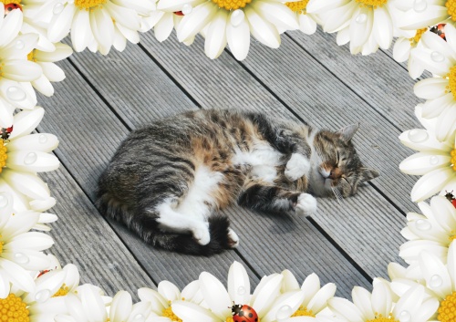 Imagen - Review: FotoJet, crea online tus propios collages e im&aacute;genes para redes sociales