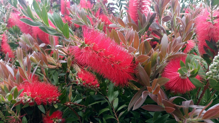 Imagen - Review: Sony Xperia M5, gran dise&ntilde;o y excelente c&aacute;mara un precio ajustado